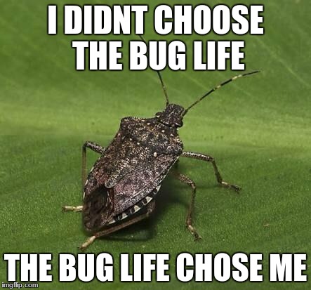 bug choose me